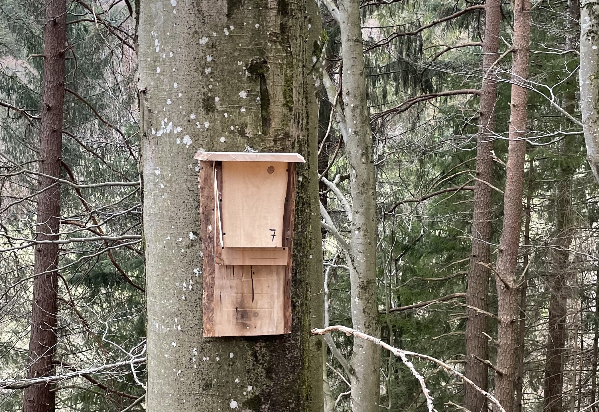 Leitfaden für Förster*innen zum Fledermausschutz im Wald 