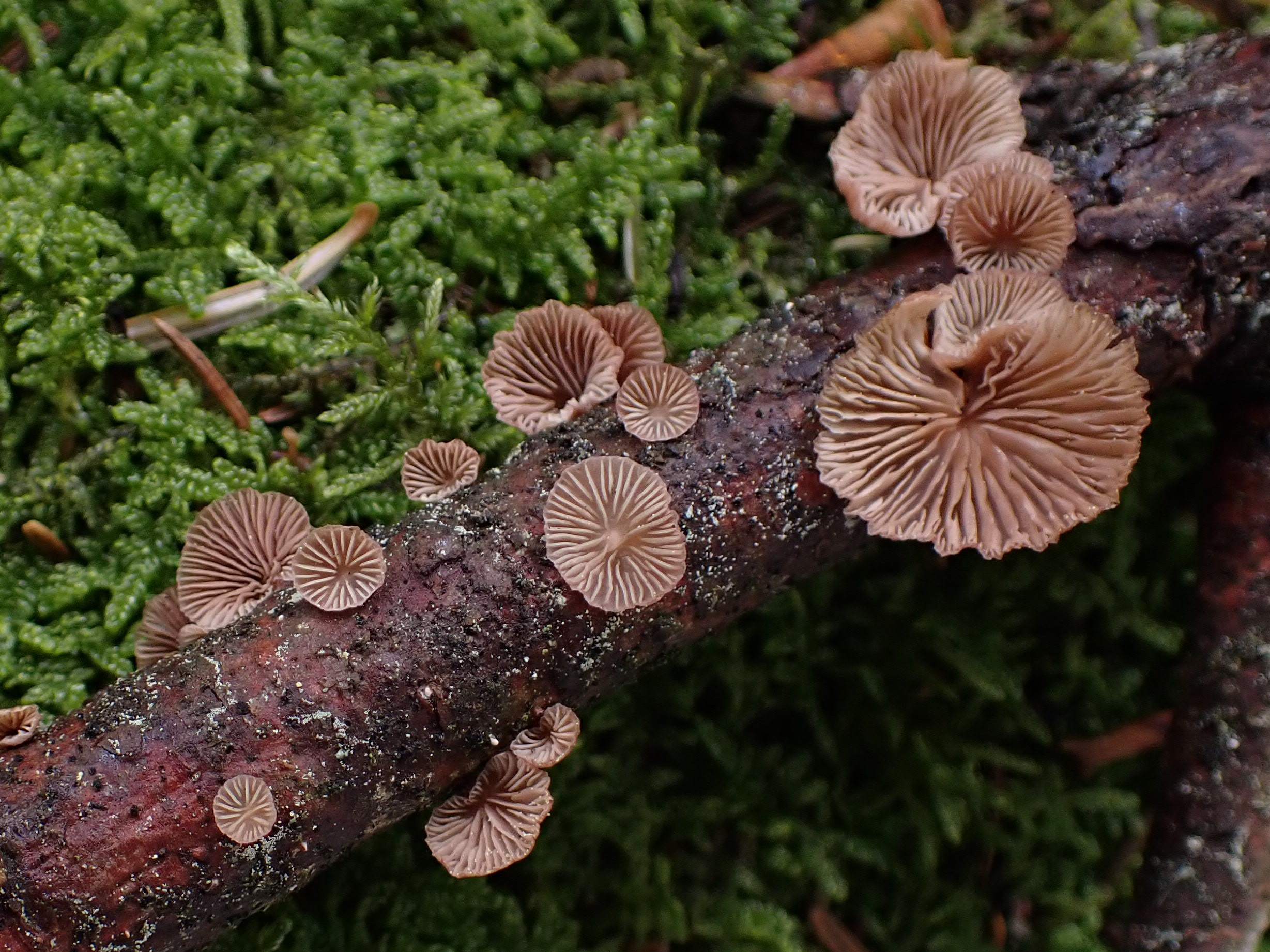 B9)  Holzbewohnende Pilze