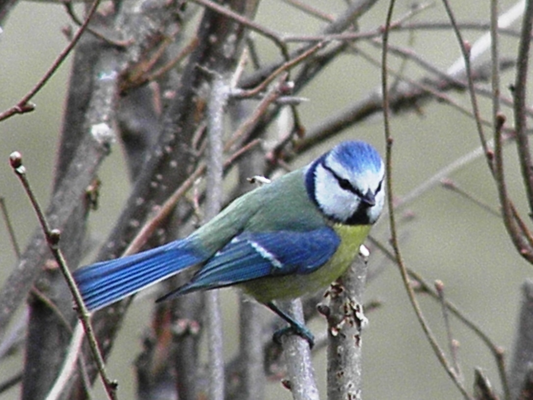 B6) Vogel-Wald Beziehungen