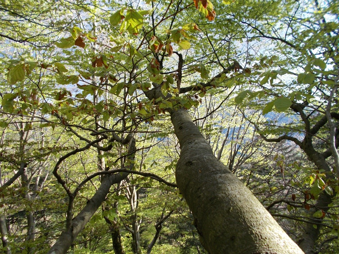 Canopy Capers!