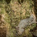 New lichen species for Germany!