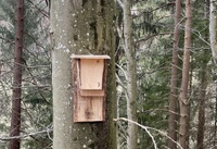 Guide for foresters on bat protection in the forest 