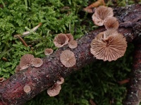 B9) Forest fungi