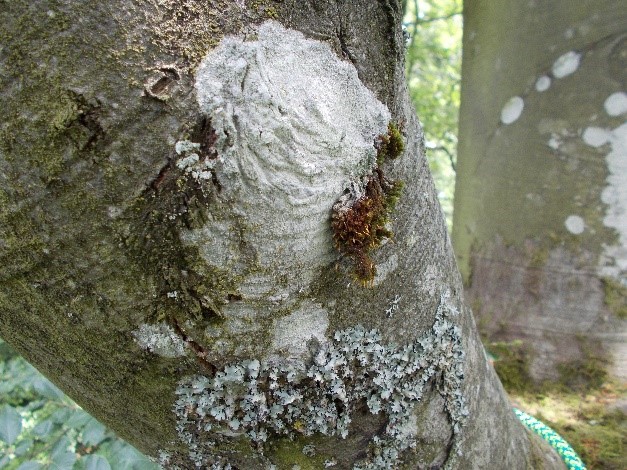 B1) Epiphyte & Microhabitat Diversity 